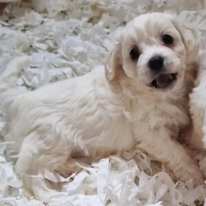 cavachon puppy | PostAds PH