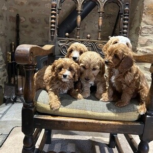 Cockapoo puppies | PostAds PH