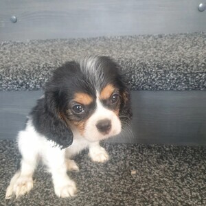 Cavalier King Charles spaniel puppies | PostAds PH