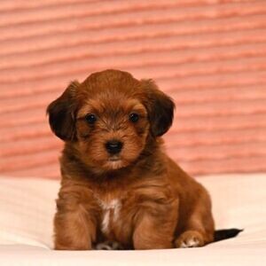 Havanese Puppies | PostAds PH