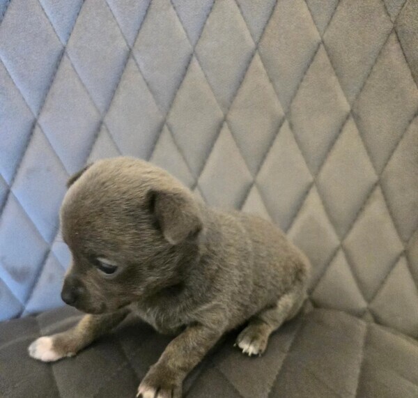 chihuahuas puppy