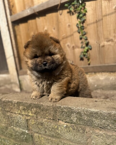 CHOW CHOW PUPPIES