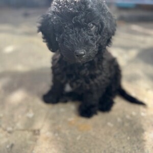 Cockapoo PUPPIES | PostAds PH