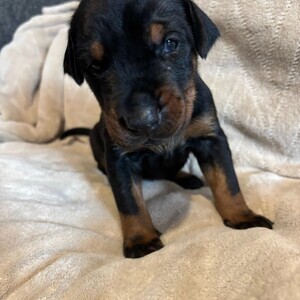 Doberman PUPPIES | PostAds PH