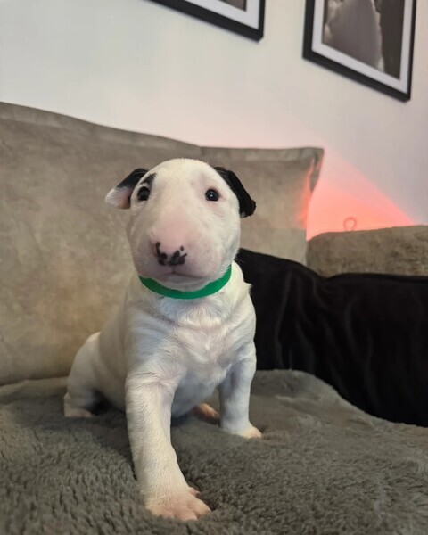 English bull terrier pups