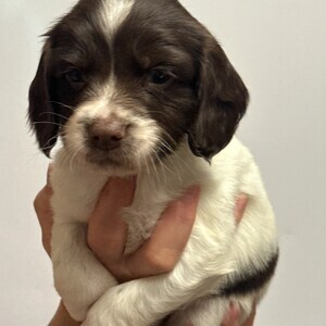 englishspring puppies | PostAds PH