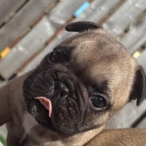 French bulldog | PostAds PH