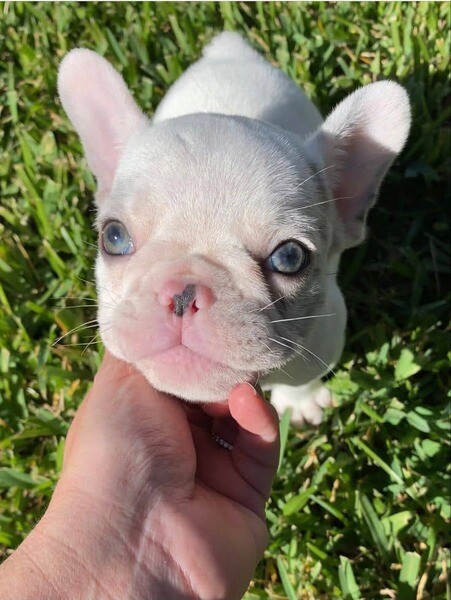 French Bulldog 