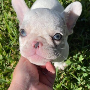 French Bulldog | PostAds PH