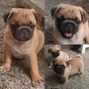 Pugs puppies | PostAds PH