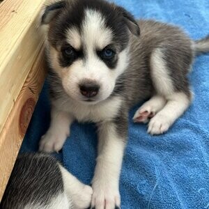 Siberian Husky Puppies | PostAds PH