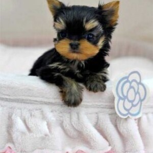 Cute Yorkie puppies WhatsApp:+63-9455-189-371 Viber:+63-9455-189-371 | PostAds PH