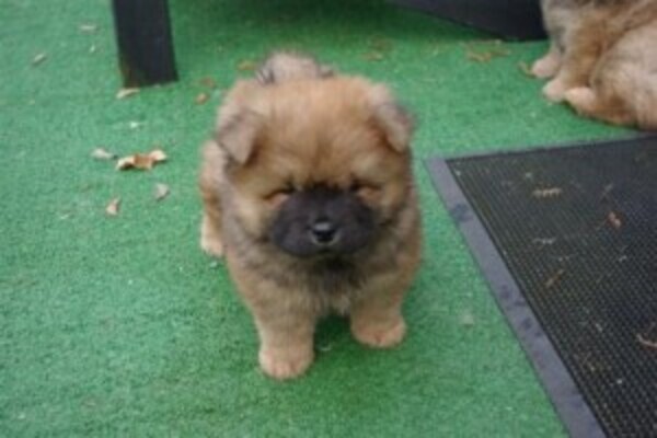 Chow chow pups WhatsApp:+63-9455-189-371  Viber:+63-9455-189-371