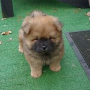 Chow chow pups WhatsApp:+63-9455-189-371 Viber:+63-9455-189-371 | PostAds PH