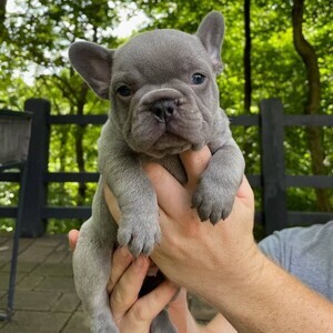 AKC quality French Bulldog Puppy WhatsApp:+63-9455-189-371 Viber:+63-9455-189-371 | PostAds PH