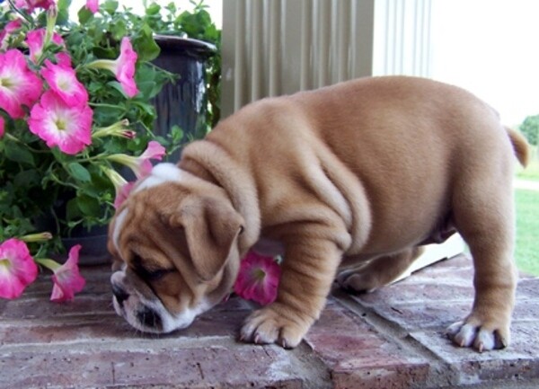 Gorgeous English Bulldog puppies WhatsApp:+63-9455-189-371  Viber:+63-9455-189-371