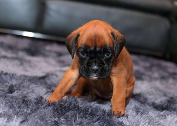 Cute Boxer Puppies WhatsApp:+63-9455-189-371  Viber:+63-9455-189-371