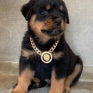 Rottweiler puppies for pet lovers. WhatsApp:+63-9455-189-371 Viber:+63-9455-189-371 | PostAds PH