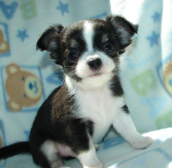 Chihuahua Puppy WhatsApp:+63-9455-189-371  Viber:+63-9455-189-371
