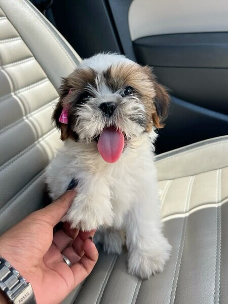 Shih tzu puppy male and female available 