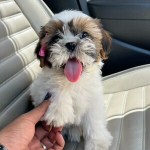 Shih tzu puppy male and female available | PostAds PH