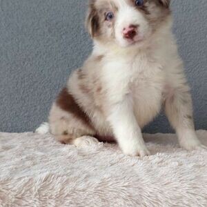 Extra Charming Border Collie whatsapp:+44-7543-470-027 | PostAds PH