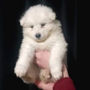 Extra Chaming Samoyed Puppies whatsapp:+44-7543-470-027 | PostAds PH