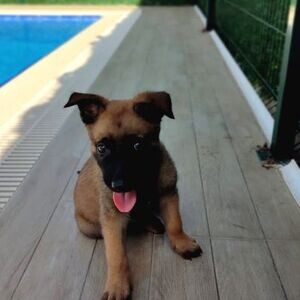 Belgian Malinois pups WhatsApp:+63-9455-189-371 Viber:+63-9455-189-371 | PostAds PH