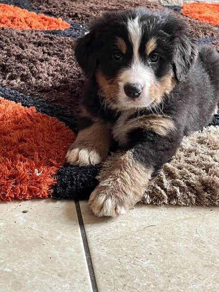 Bernese Mountain puppies WhatsApp:+63-9455-189-371  Viber:+63-9455-189-371