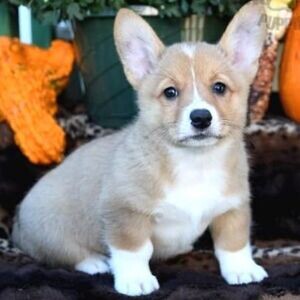 Welsh Corgi (Pembroke) WhatsApp:+63-9455-189-371 Viber:+63-9455-189-371 | PostAds PH