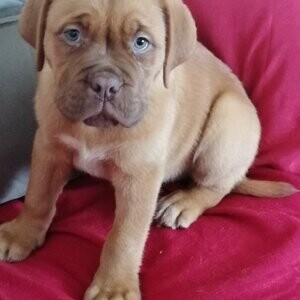 Dogue de Bordeaux WhatsApp:+63-9455-189-371 Viber:+63-9455-189-371 | PostAds PH