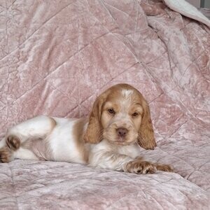 cocker spaniels puppies for sale | PostAds PH