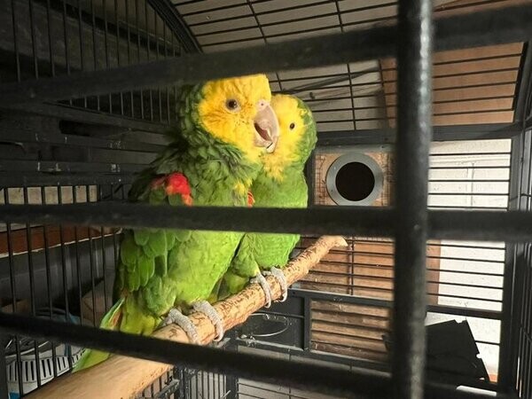 front Amazon talking Parrot