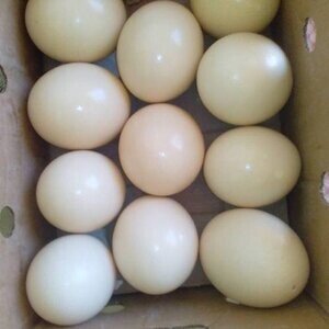 All Species Of Macaws Parrot Eggs | PostAds PH