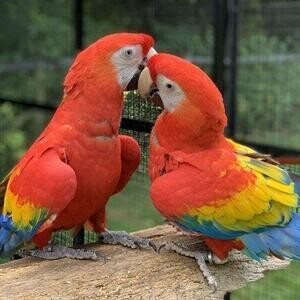SCARLET MACAW FOR SALE | PostAds PH