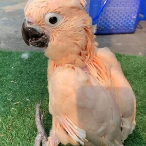 Moluccan Cockatoo Mango Parrots | PostAds PH
