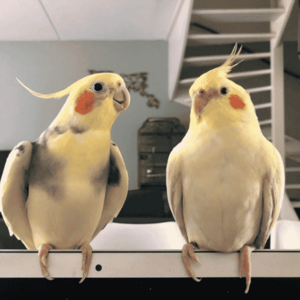 Bronze fallow cockatiel Parrot | PostAds PH