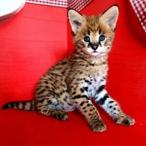 Savanna kitten/cat for sale | PostAds PH