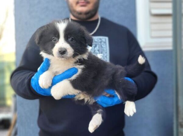 Amazing Border Collie puppies WhatsApp:+63-9455-189-371  Viber:+63-9455-189-371