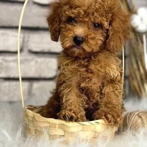 Amazing Toy Poodle Puppies WhatsApp:+63-9455-189-371 Viber:+63-9455-189-371 | PostAds PH