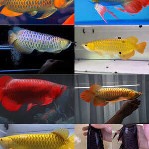 Arowan Fish for sale in all inches | PostAds PH
