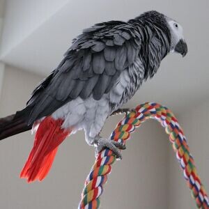 Adorable African Grey Parrots Available For Sale. | PostAds PH