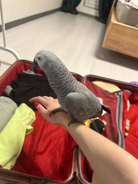 Cute African Grey Parrots Available