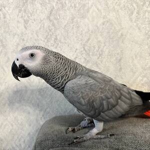 Cute Cute African Grey Parrots Available Available | PostAds PH