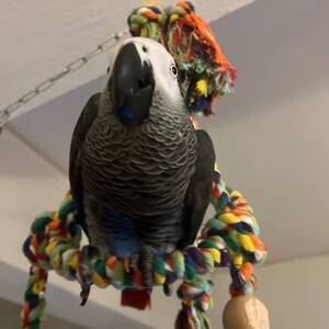 Amazing Talking African Grey Parrots For Sell | PostAds PH