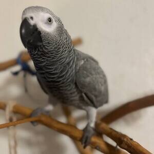 Male and female African grey parrots available for sale | PostAds PH