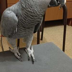 Gorgeous African Grey Parrot for sale | PostAds PH