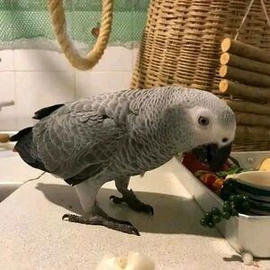 Hand reared African Grey Parrot | PostAds PH