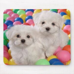 Bichon Frise puppies available male and female | PostAds PH