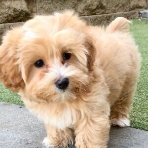 Havanese Puppies available | PostAds PH